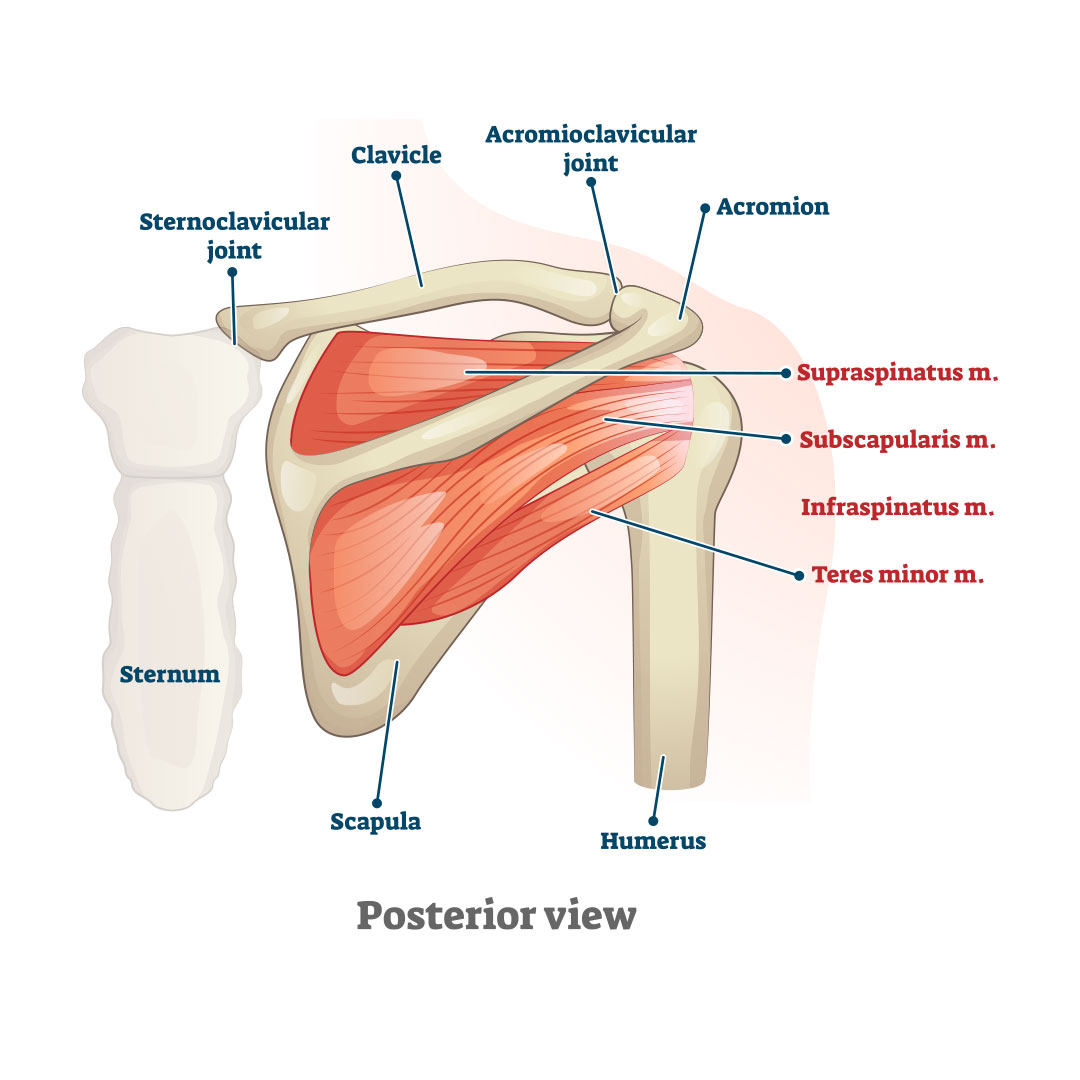 Physical Therapy for Shoulder Pain