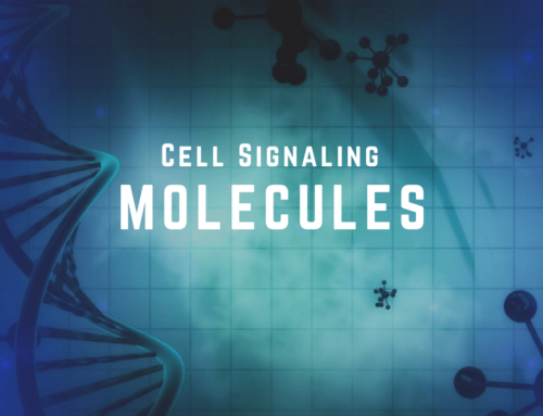 Cell Signaling Molecules: Supplement Your Health
